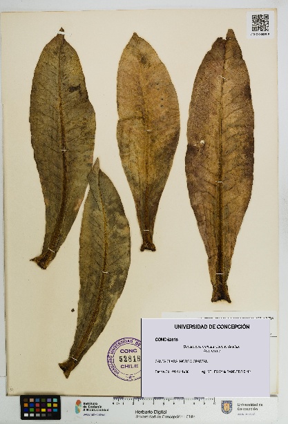 Dendroseris pruinata [Espécimen: UDEC:CONC:0052818]