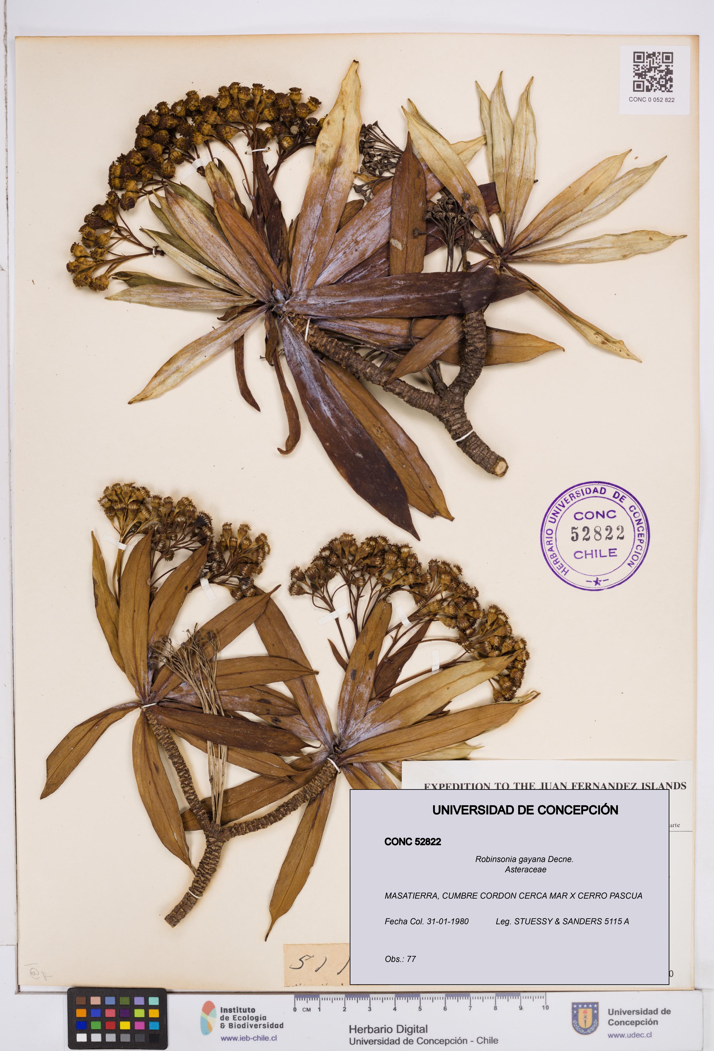 Robinsonia gayana [Espécimen: ]