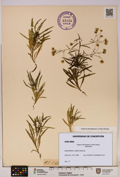 Erigeron fernandezius [Espécimen: UDEC:CONC:0052823]