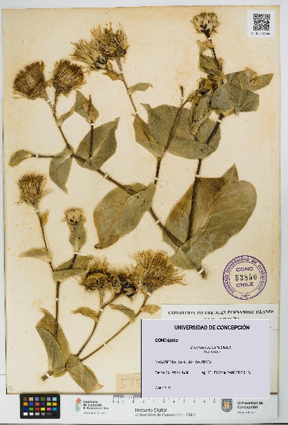 Dendroseris litoralis [Espécimen: UDEC:CONC:0052850]
