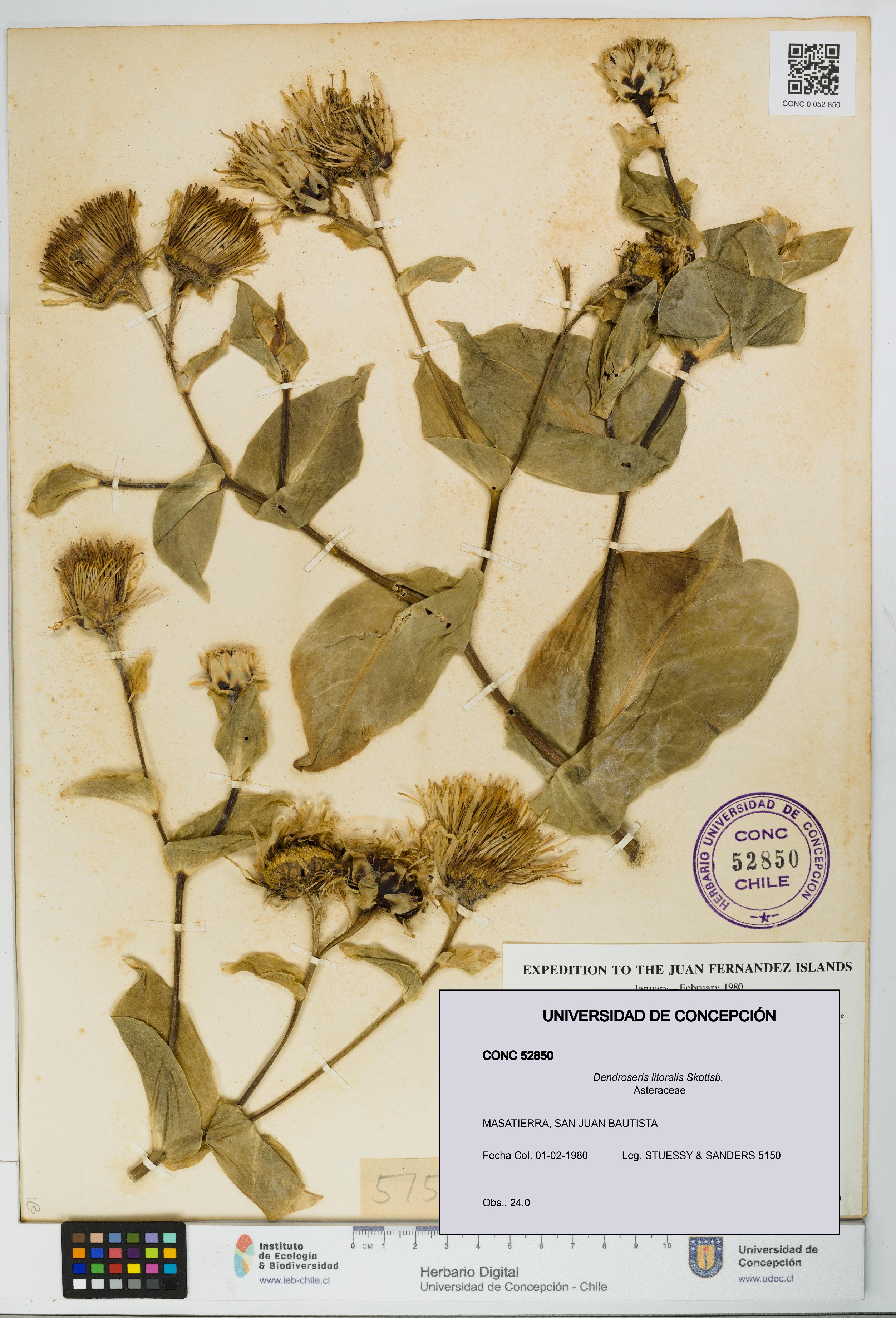 Dendroseris litoralis [Espécimen: UDEC:CONC:0052850]