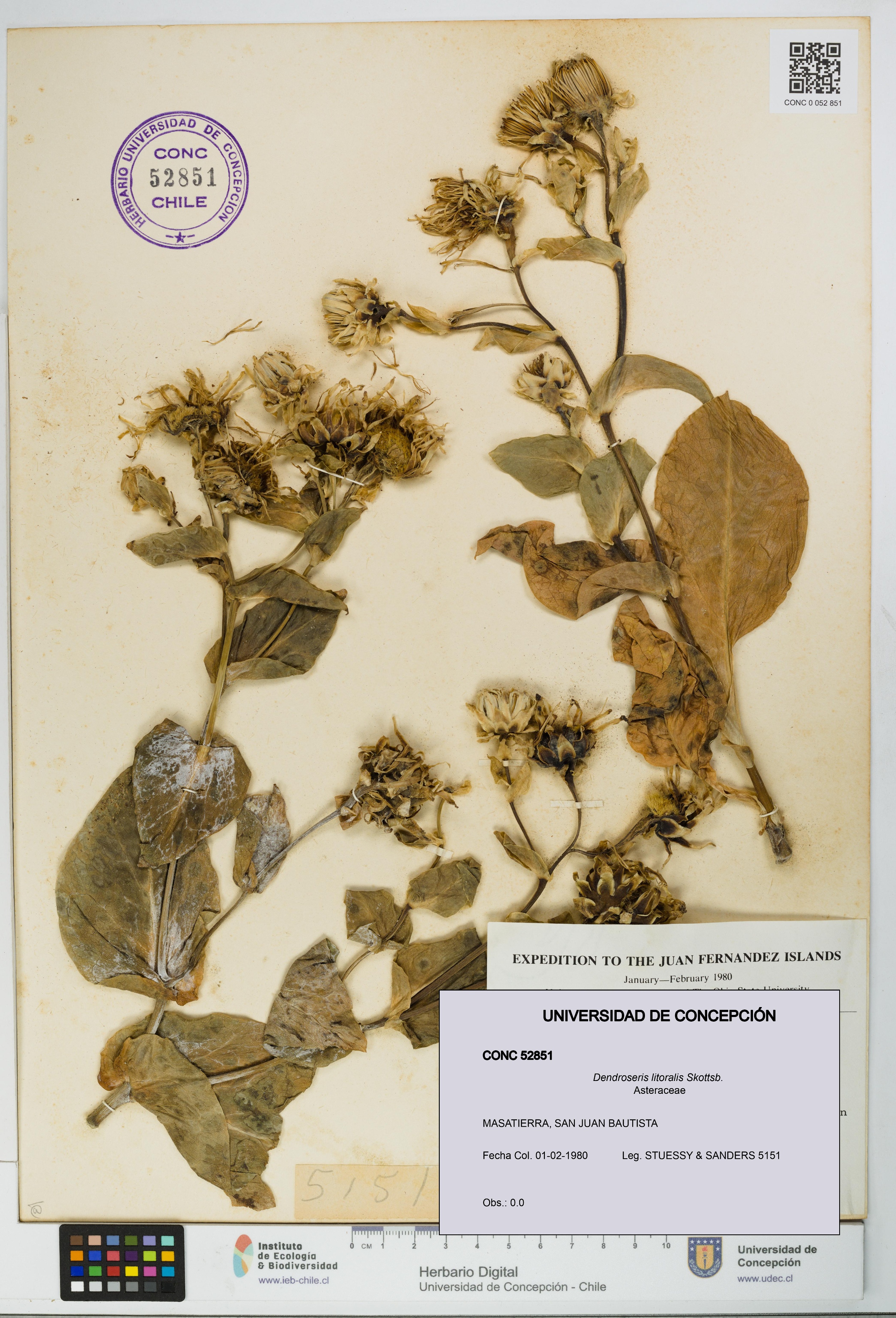 Dendroseris litoralis [Espécimen: UDEC:CONC:0052851]