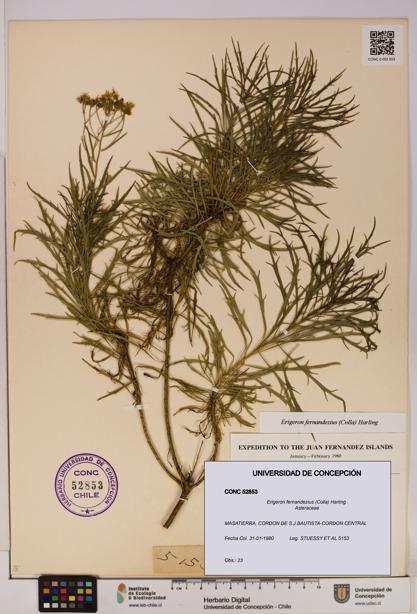 Erigeron fernandezius [Espécimen: UDEC:CONC:0052853]