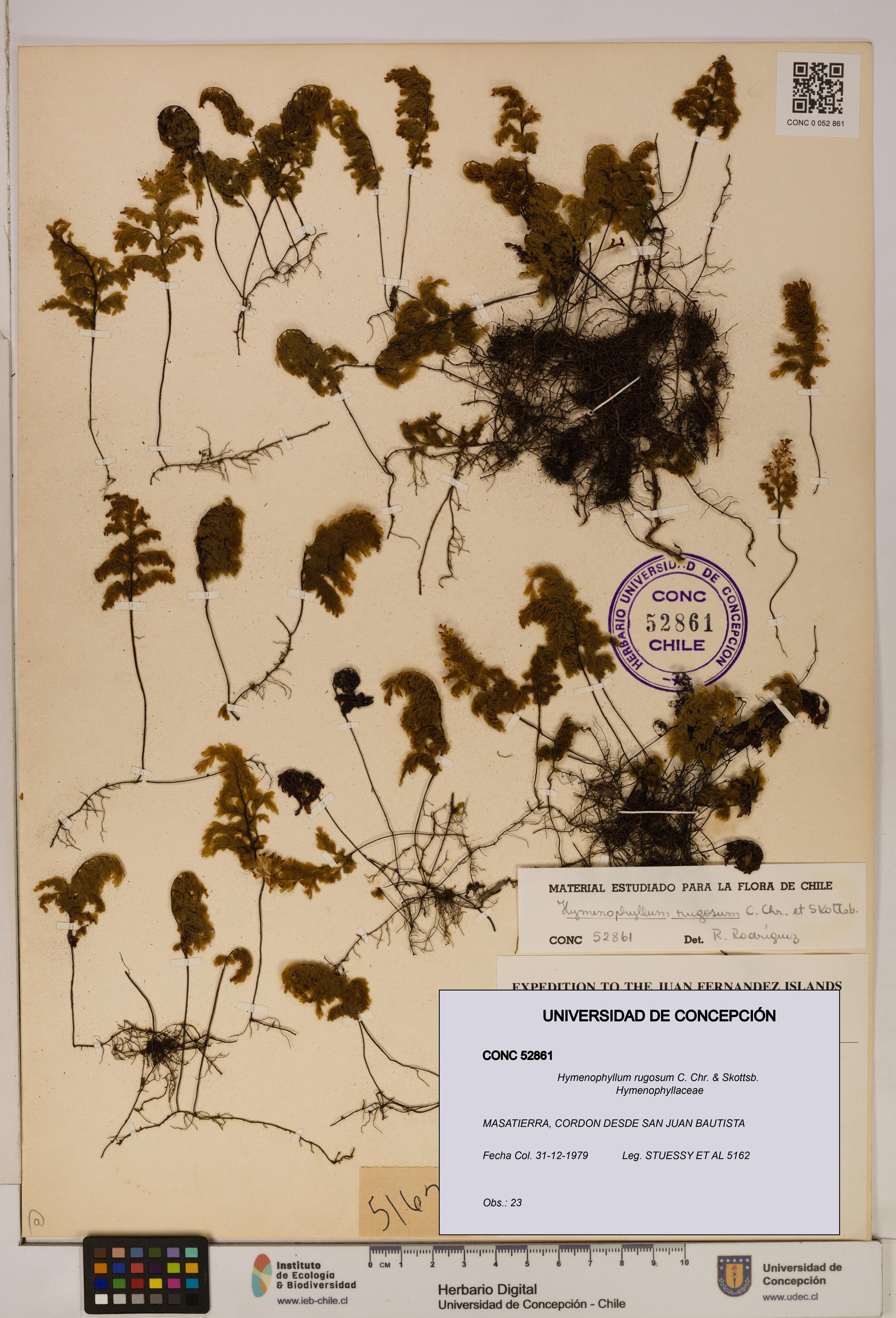 Hymenophyllum rugosum [Espécimen: ]