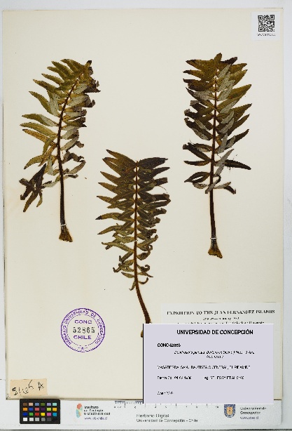 Dendroseris pinnata [Espécimen: UDEC:CONC:0052865]