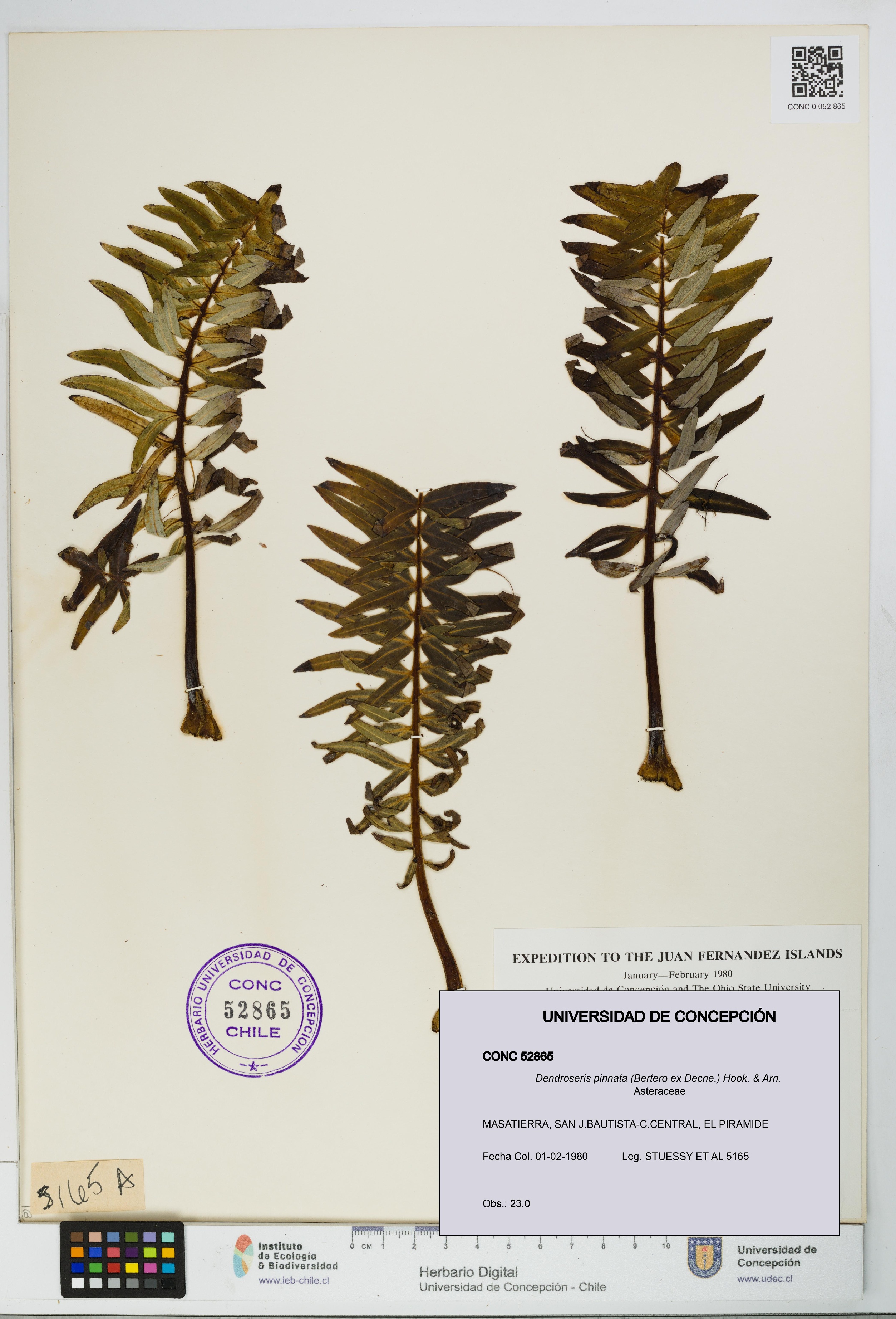 Dendroseris pinnata [Espécimen: UDEC:CONC:0052865]