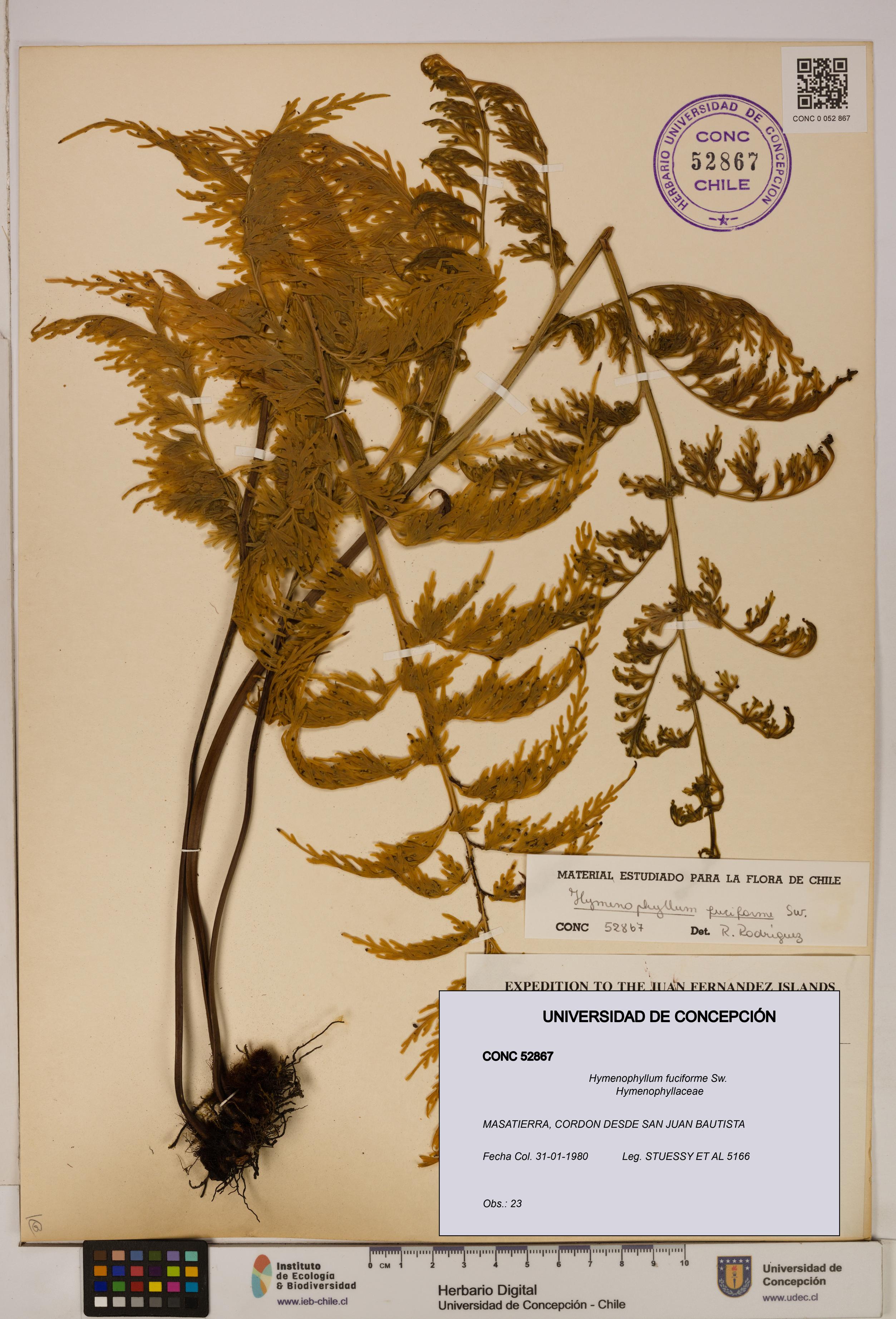 Hymenophyllum fuciforme [Espécimen: UDEC:CONC:0052867]