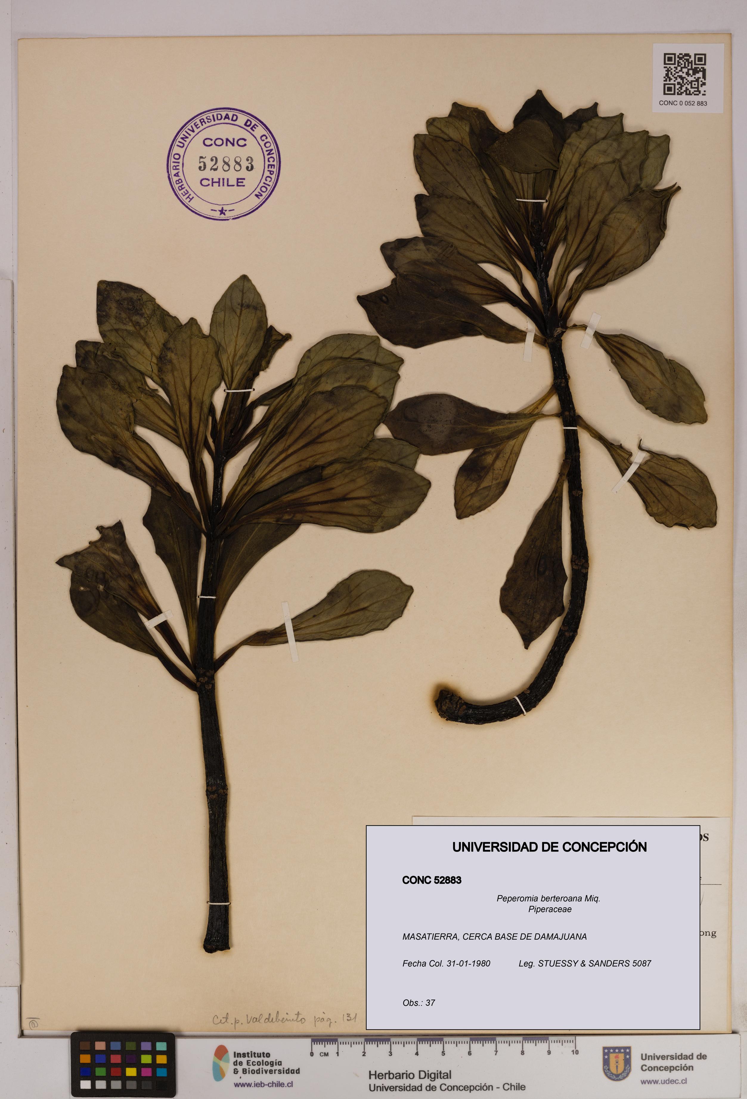 Peperomia berteroana [Espécimen: UDEC:CONC:0052883]