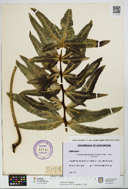 Dendroseris pinnata [Espécimen: UDEC:CONC:0052891]