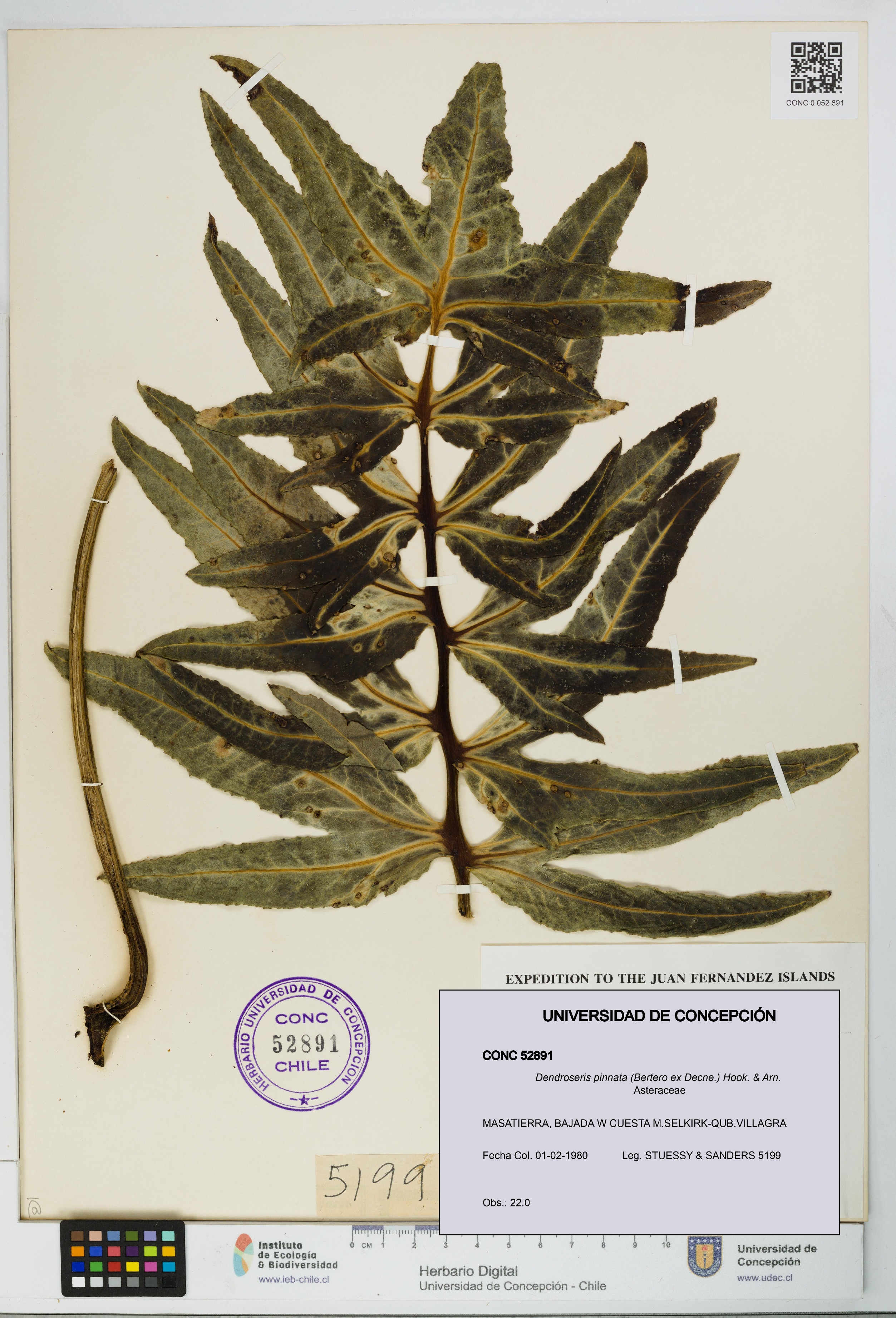 Dendroseris pinnata [Espécimen: UDEC:CONC:0052891]