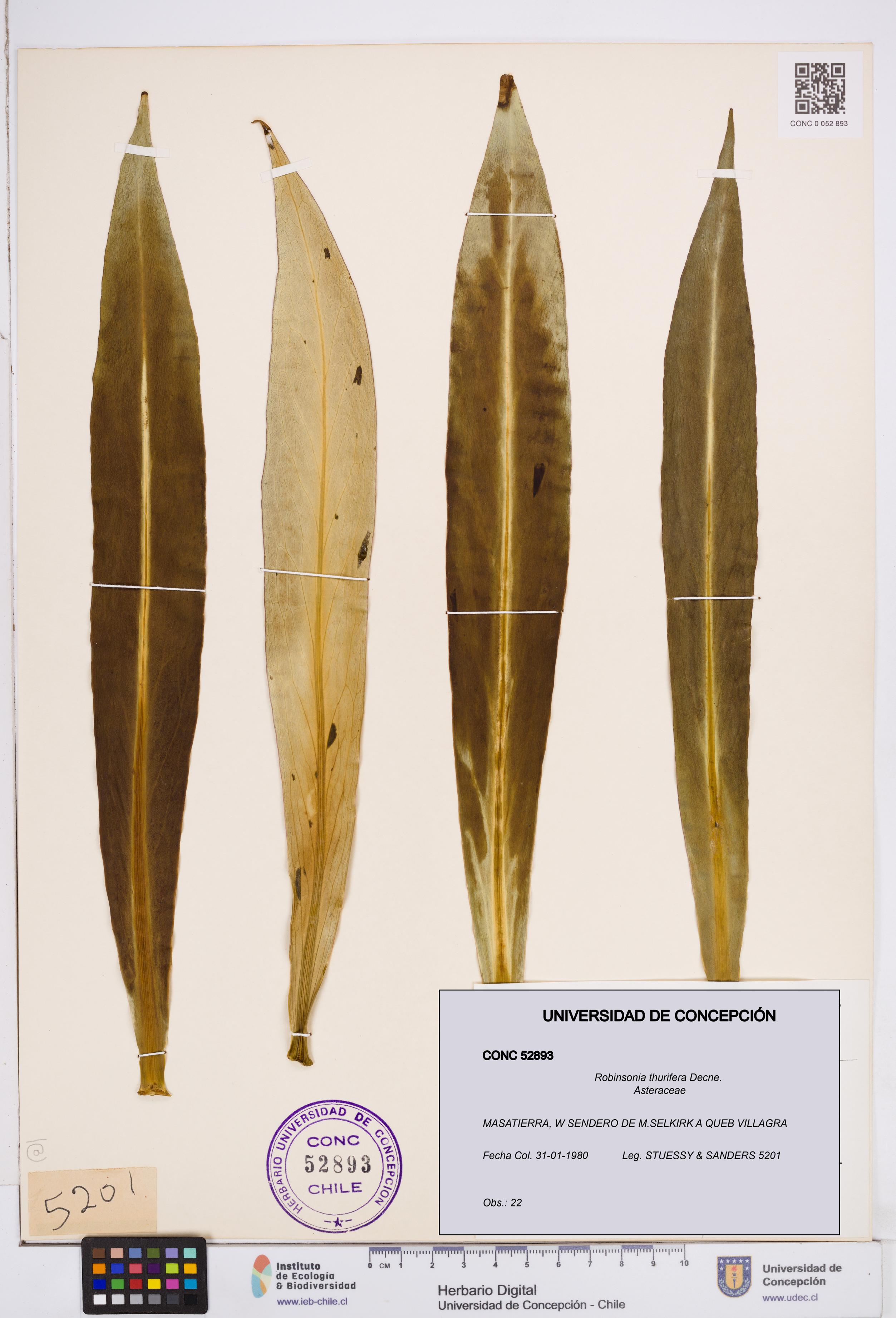 Robinsonia thurifera [Espécimen: ]
