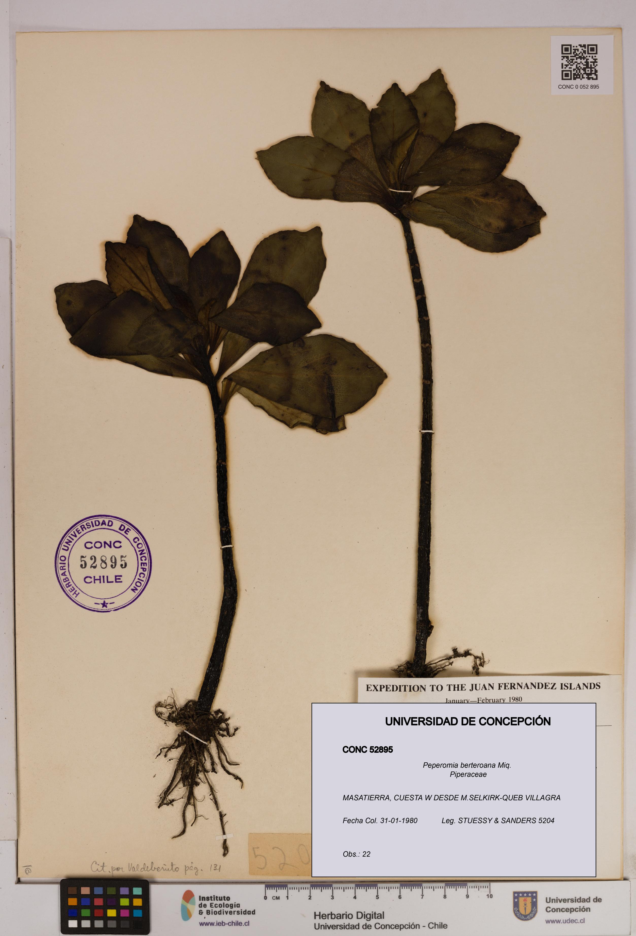 Peperomia berteroana [Espécimen: UDEC:CONC:0052895]