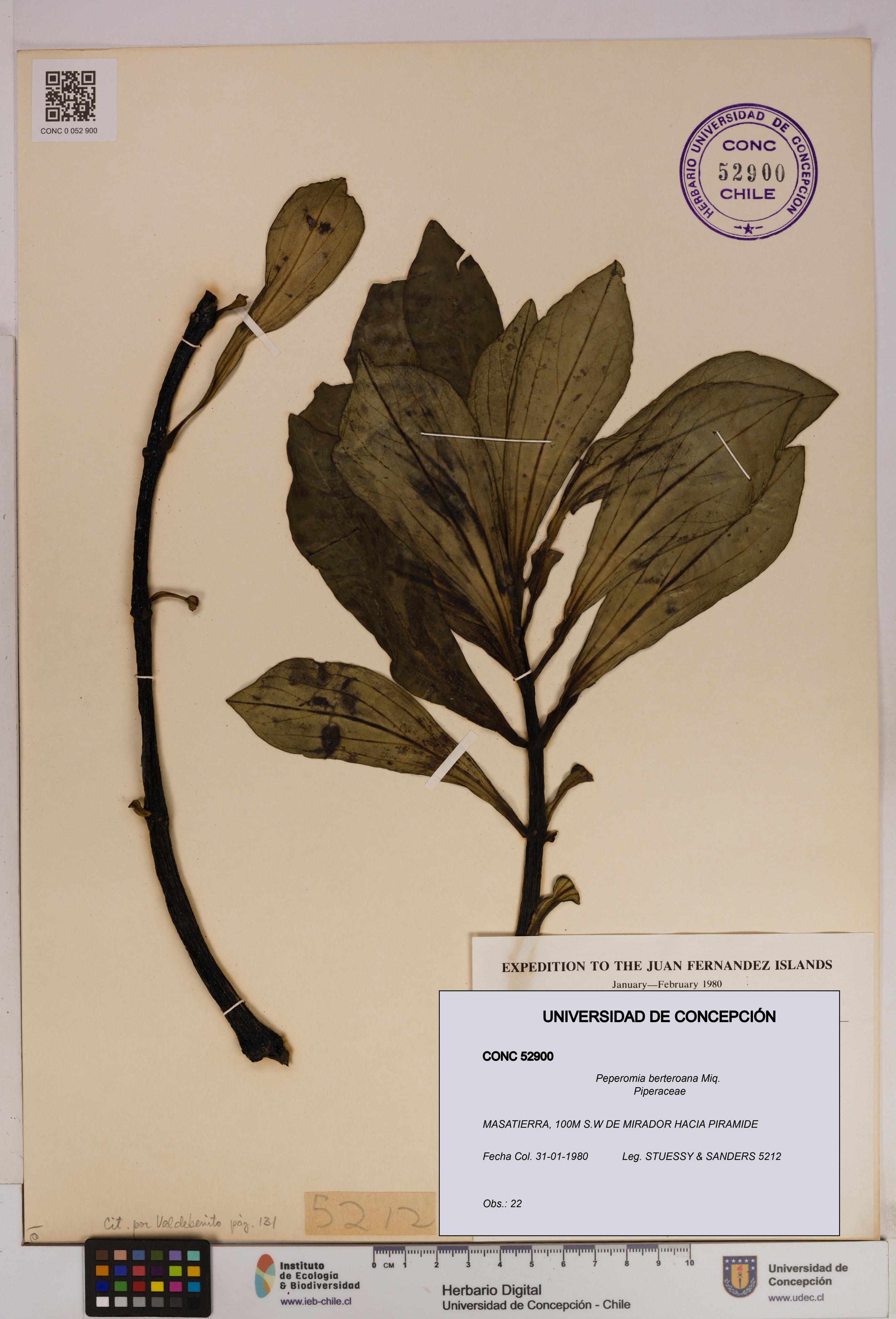 Peperomia berteroana [Espécimen: UDEC:CONC:0052900]