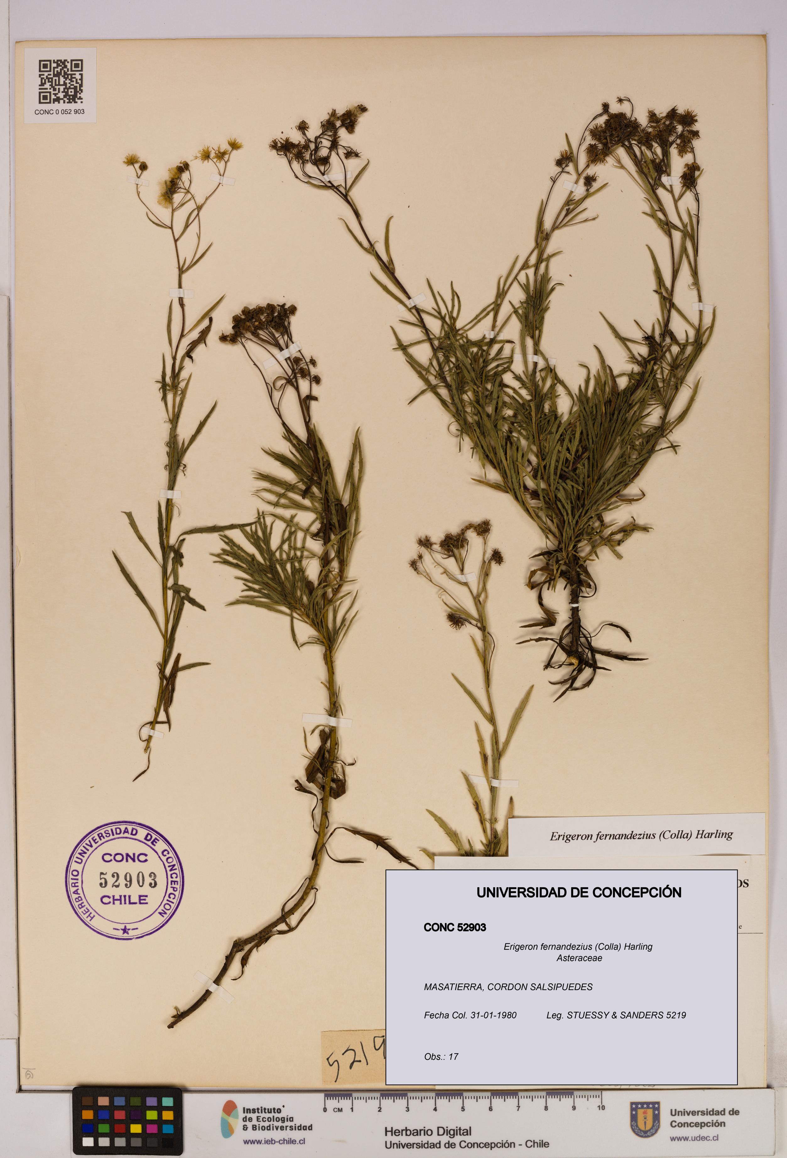 Erigeron fernandezius [Espécimen: UDEC:CONC:0052903]