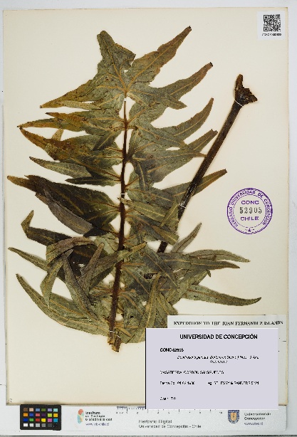 Dendroseris pinnata [Espécimen: UDEC:CONC:0052905]