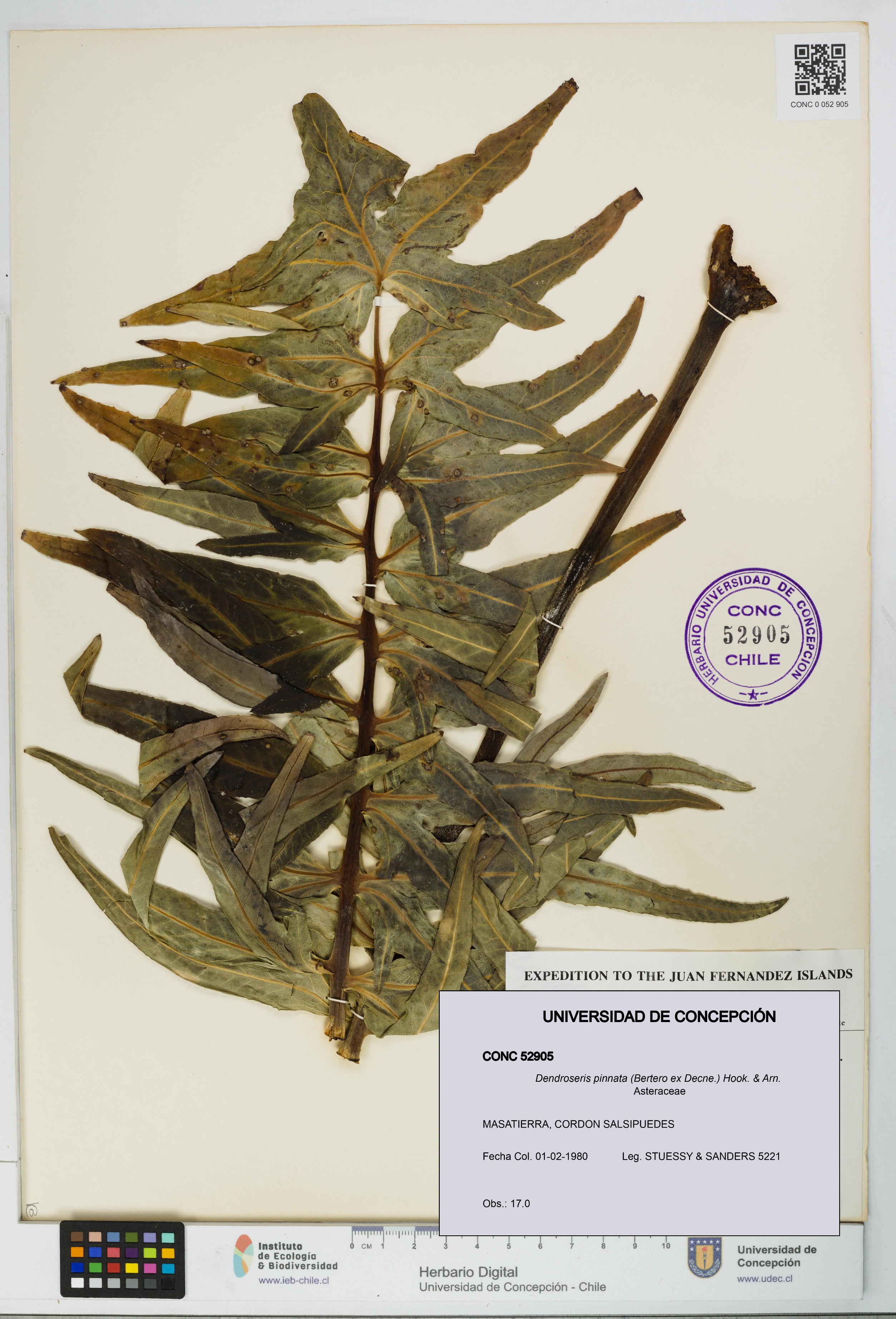 Dendroseris pinnata [Espécimen: UDEC:CONC:0052905]