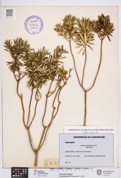 Robinsonia gracilis [Espécimen: ]