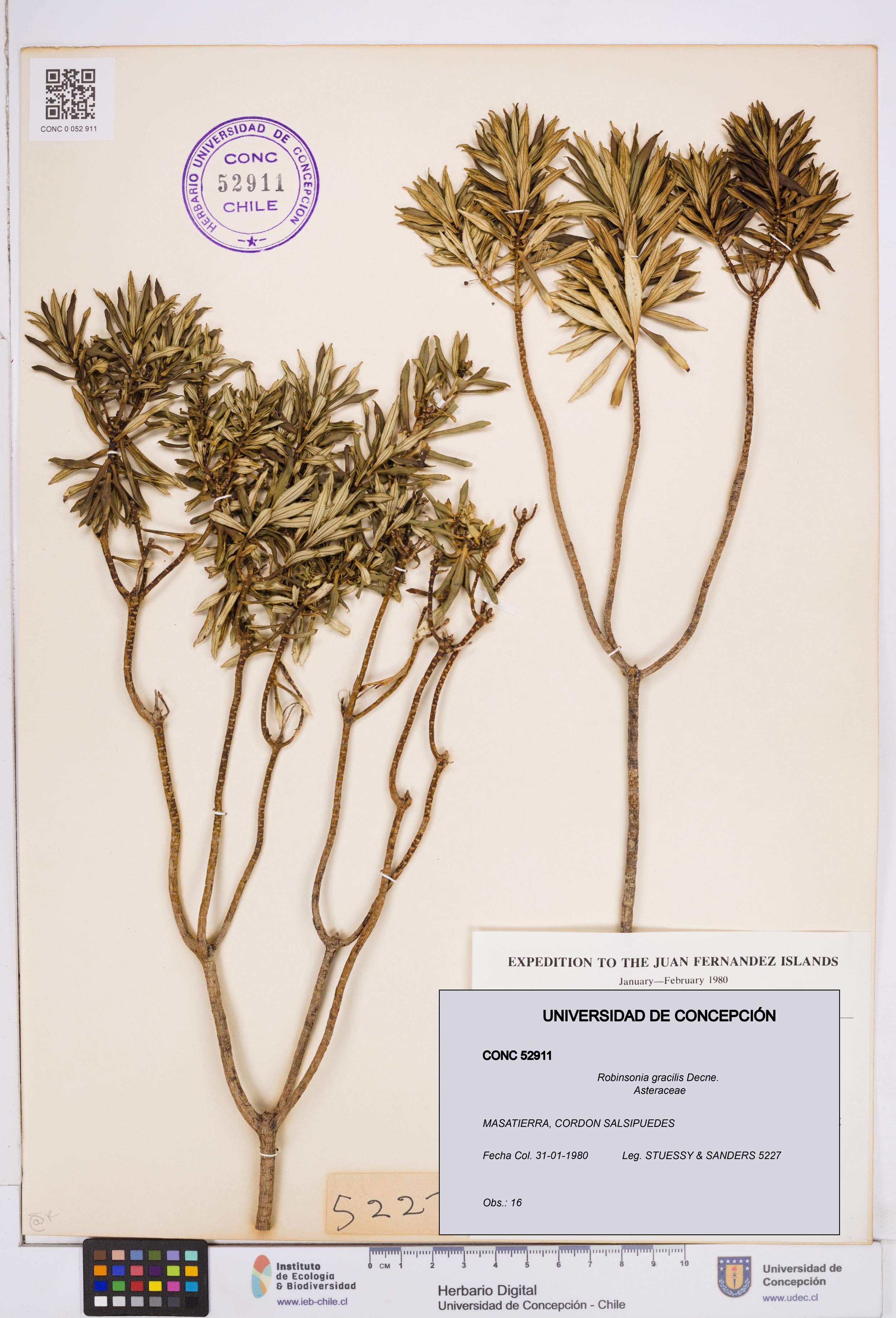 Robinsonia gracilis [Espécimen: ]