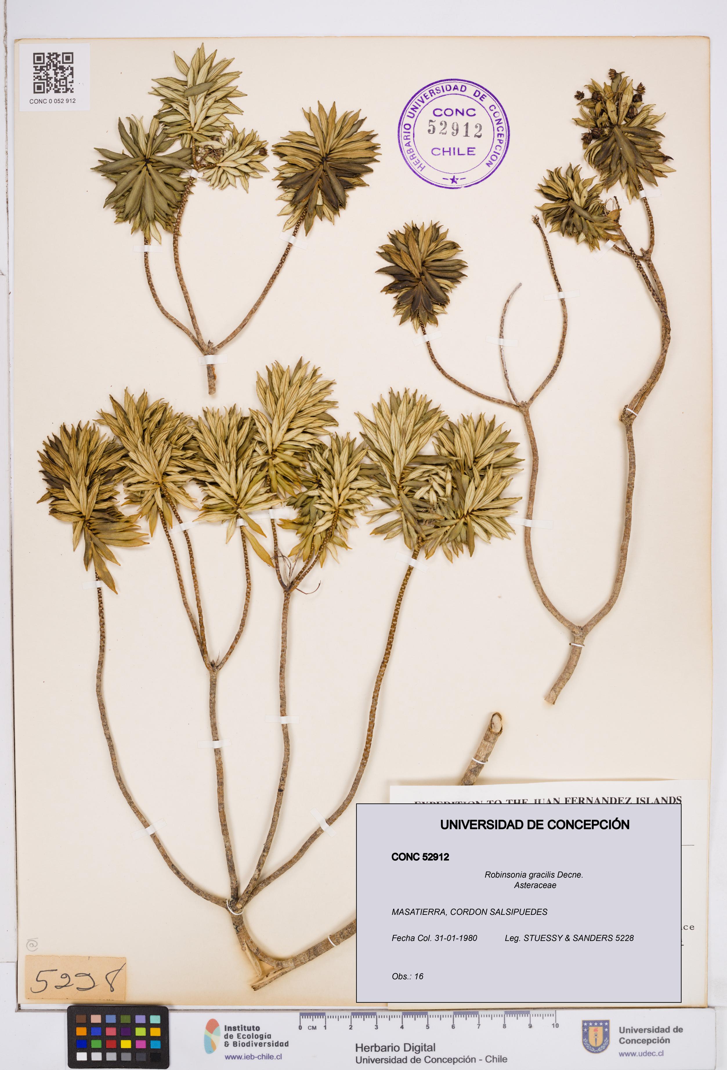 Robinsonia gracilis [Espécimen: ]