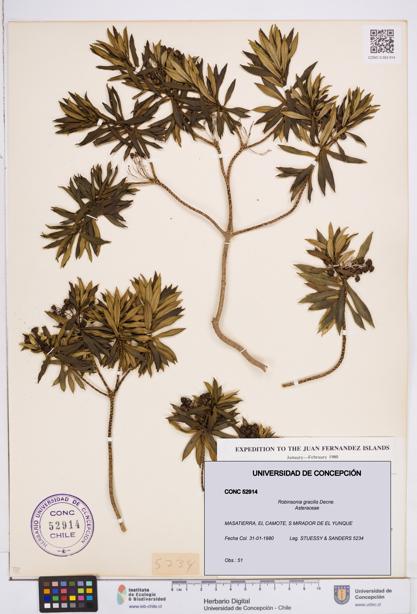 Robinsonia gracilis [Espécimen: ]