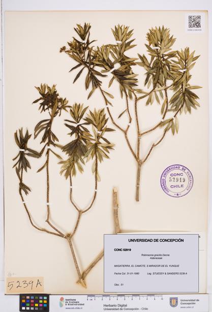 Robinsonia gracilis [Espécimen: ]