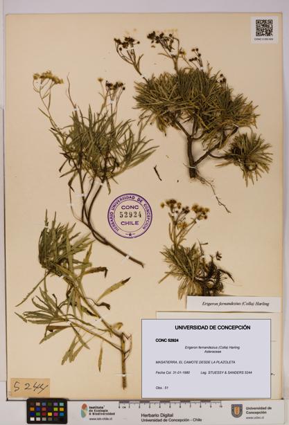 Erigeron fernandezius [Espécimen: UDEC:CONC:0052924]