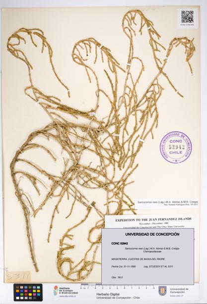 Sarcocornia neei [Espécimen: UDEC:CONC:0052942]