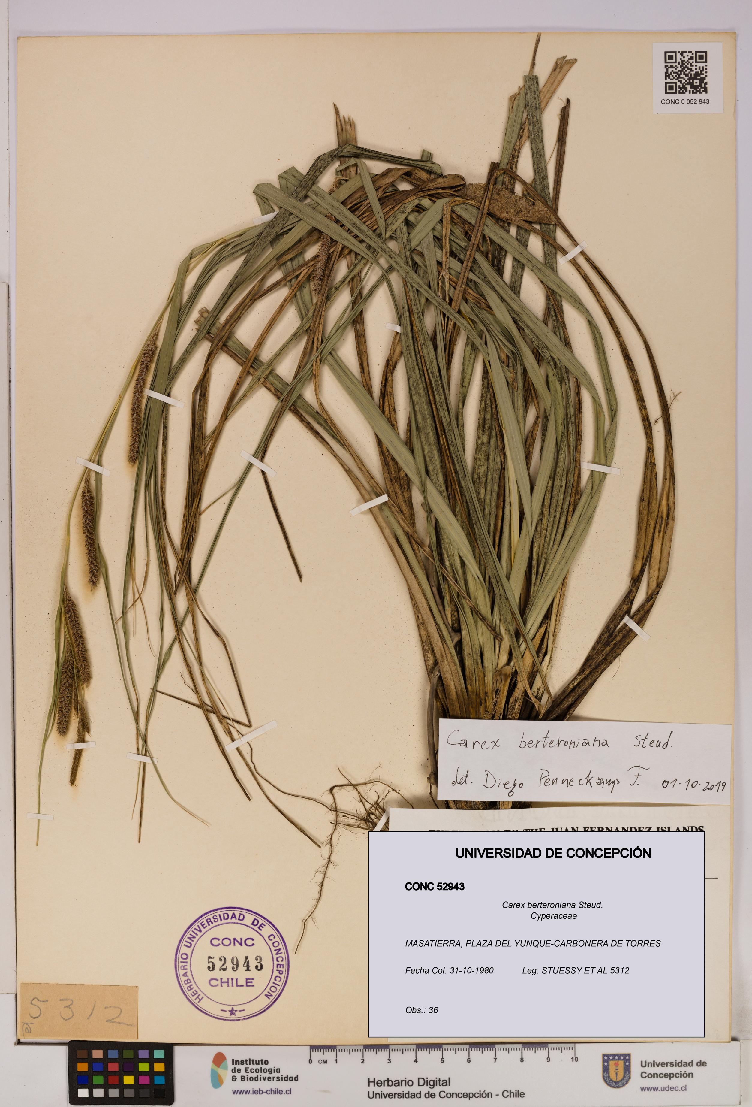 Carex berteroniana [Espécimen: UDEC:CONC:0052943]