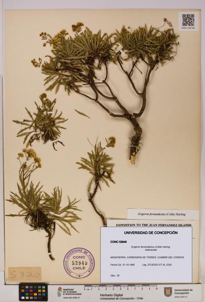 Erigeron fernandezius [Espécimen: UDEC:CONC:0052949]