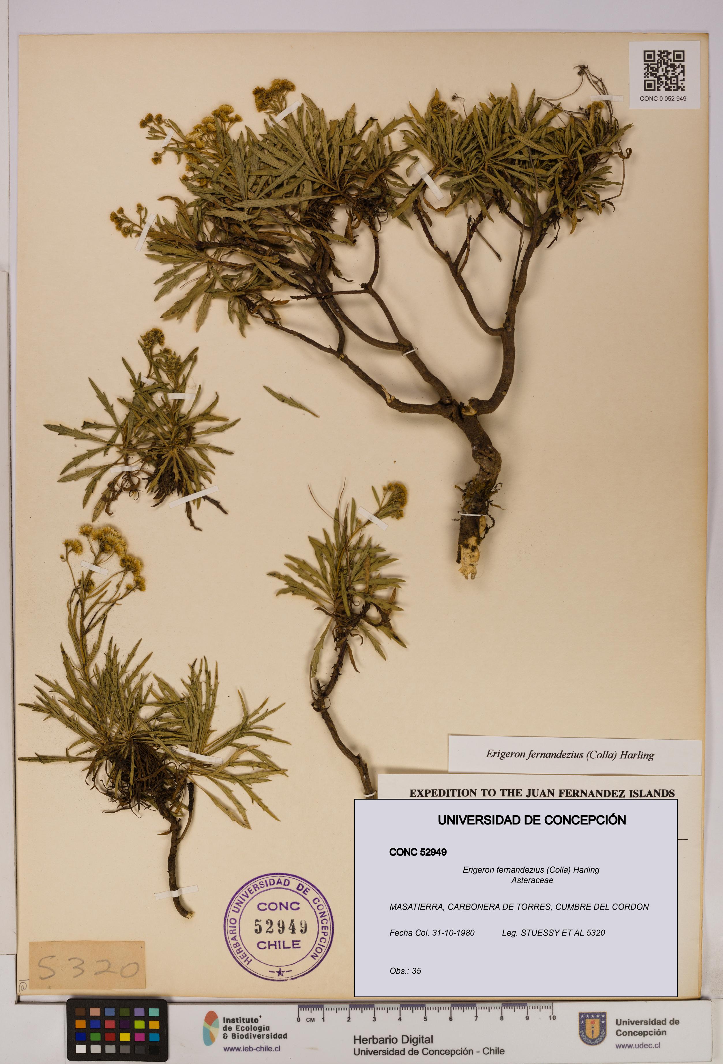 Erigeron fernandezius [Espécimen: UDEC:CONC:0052949]