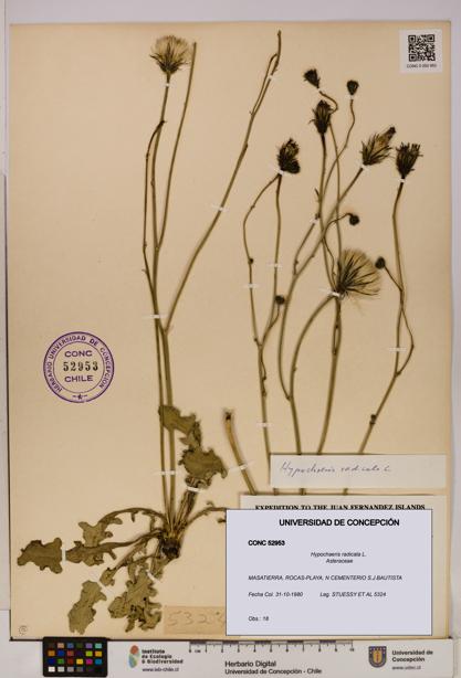 Hypochaeris radicata [Espécimen: UDEC:CONC:0052953]