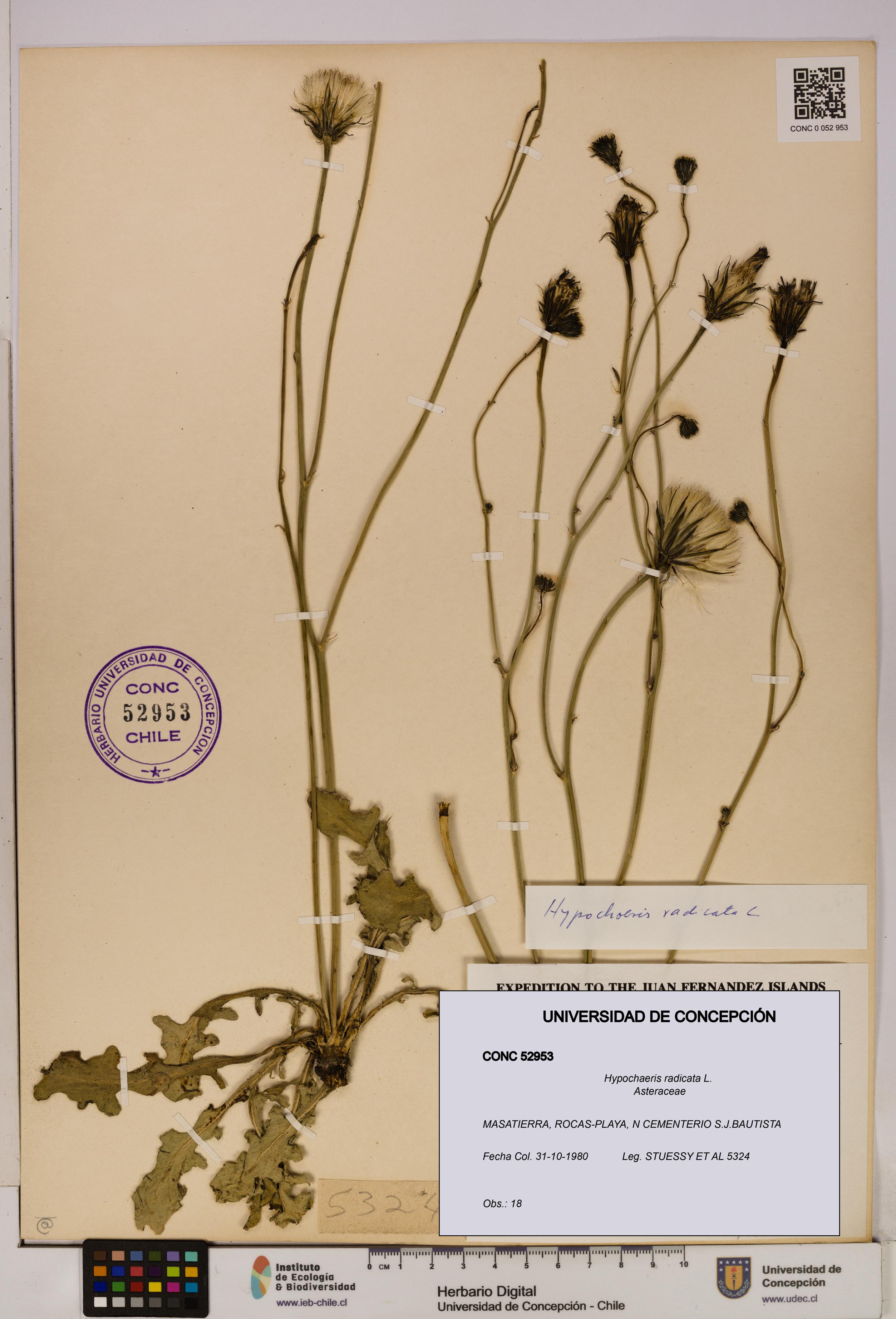 Hypochaeris radicata [Espécimen: UDEC:CONC:0052953]