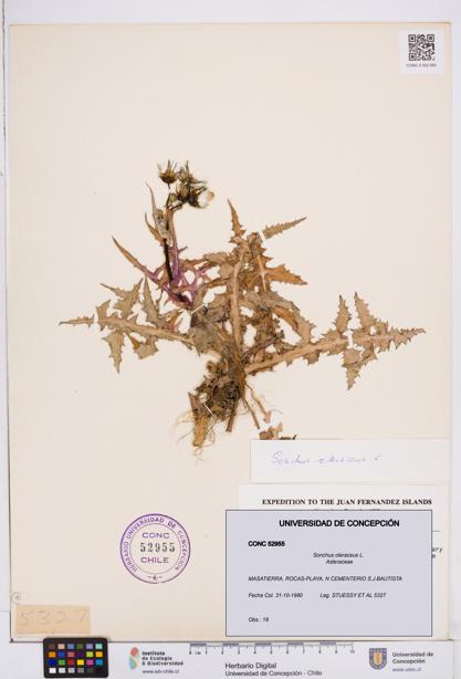 Sonchus oleraceus [Espécimen: ]