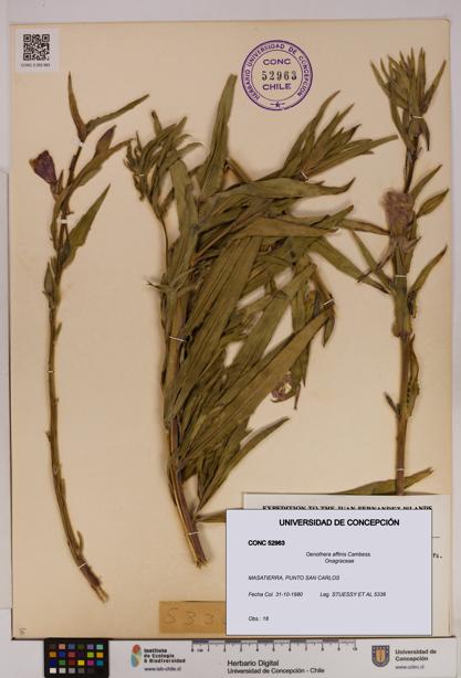 Oenothera affinis [Espécimen: UDEC:CONC:0052963]
