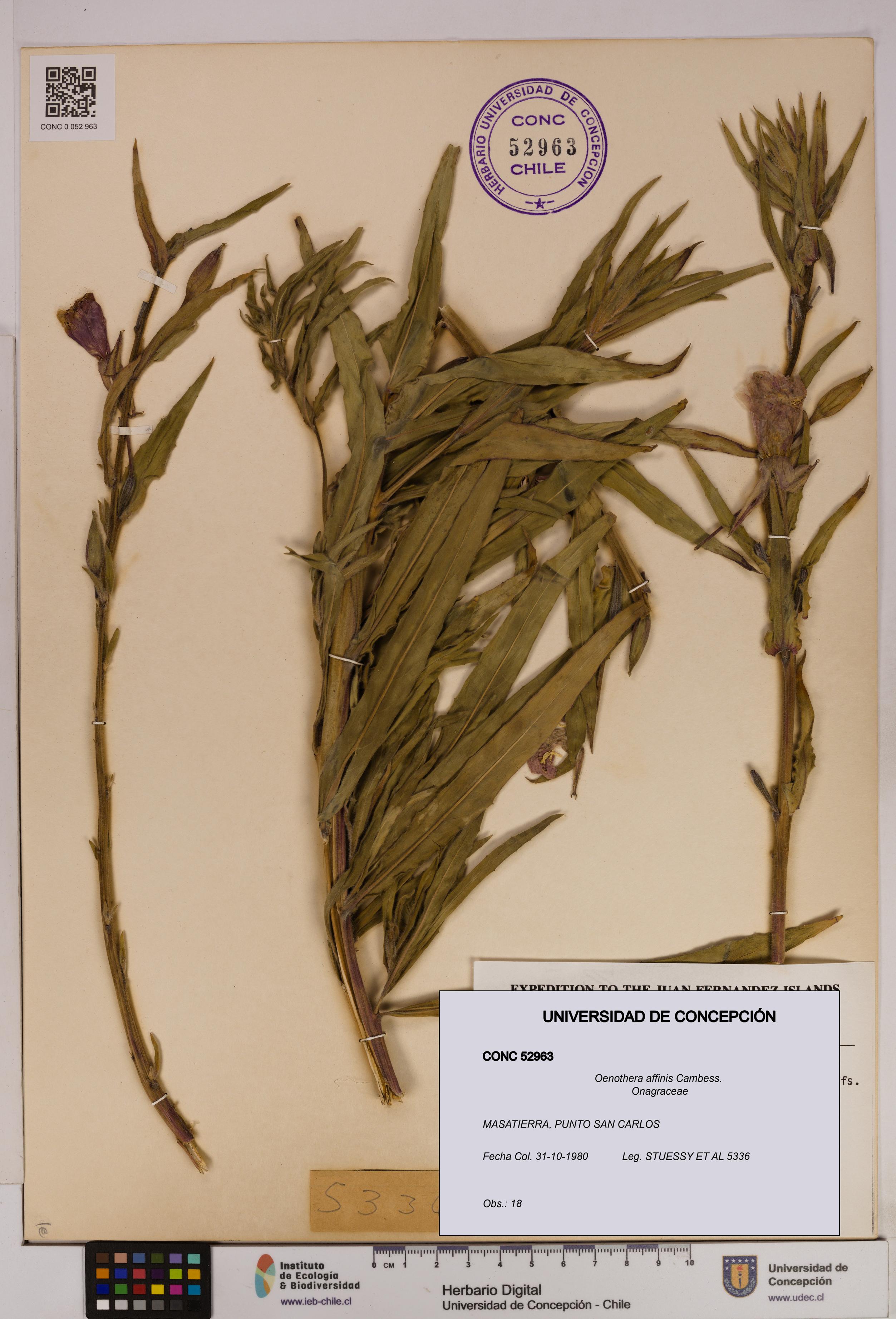 Oenothera affinis [Espécimen: UDEC:CONC:0052963]