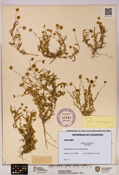 Cotula coronopifolia [Espécimen: UDEC:CONC:0052964]
