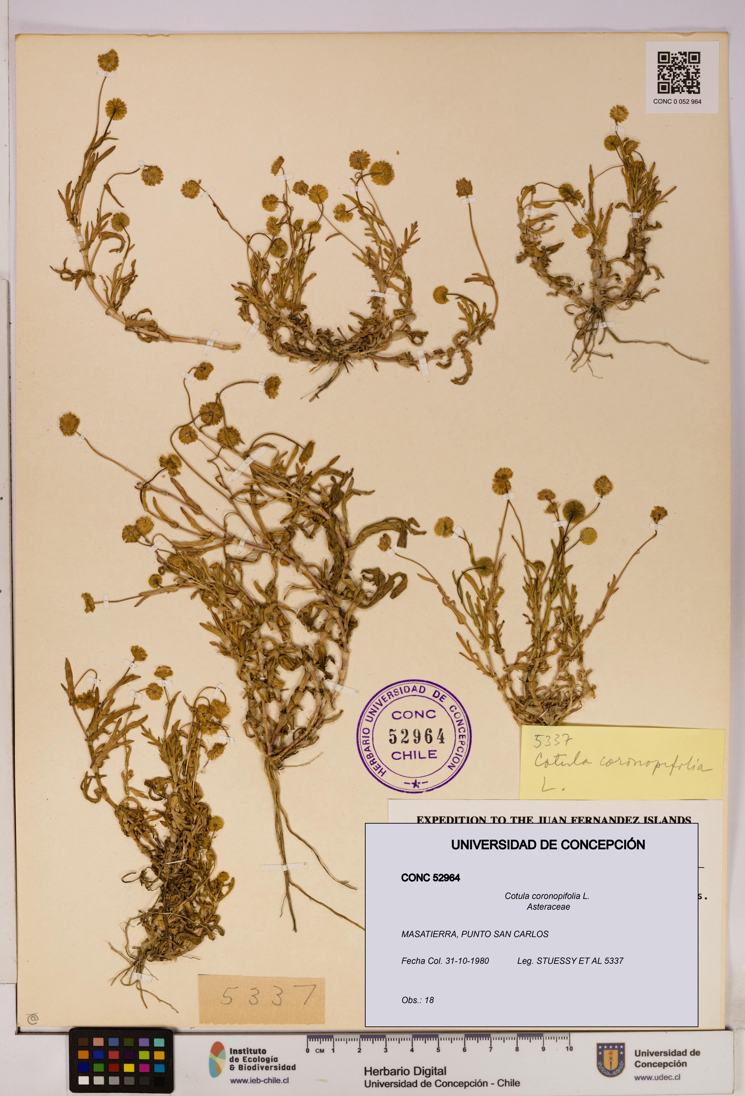 Cotula coronopifolia [Espécimen: UDEC:CONC:0052964]