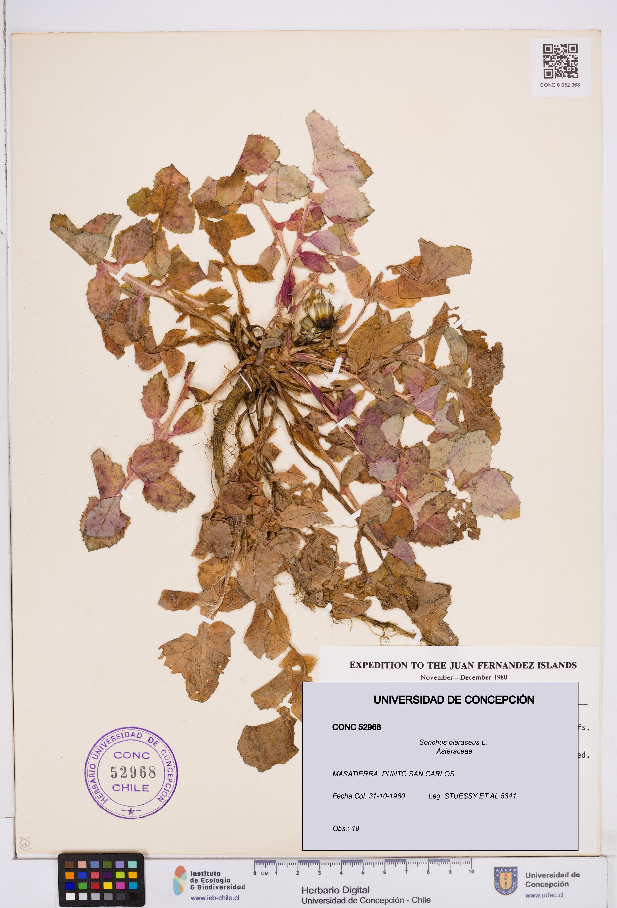 Sonchus oleraceus [Espécimen: ]