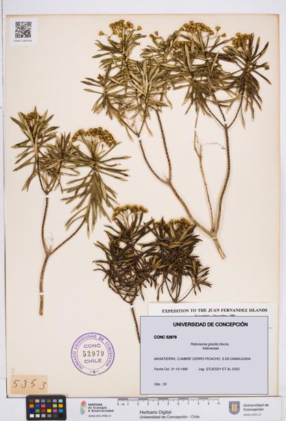 Robinsonia gracilis [Espécimen: ]