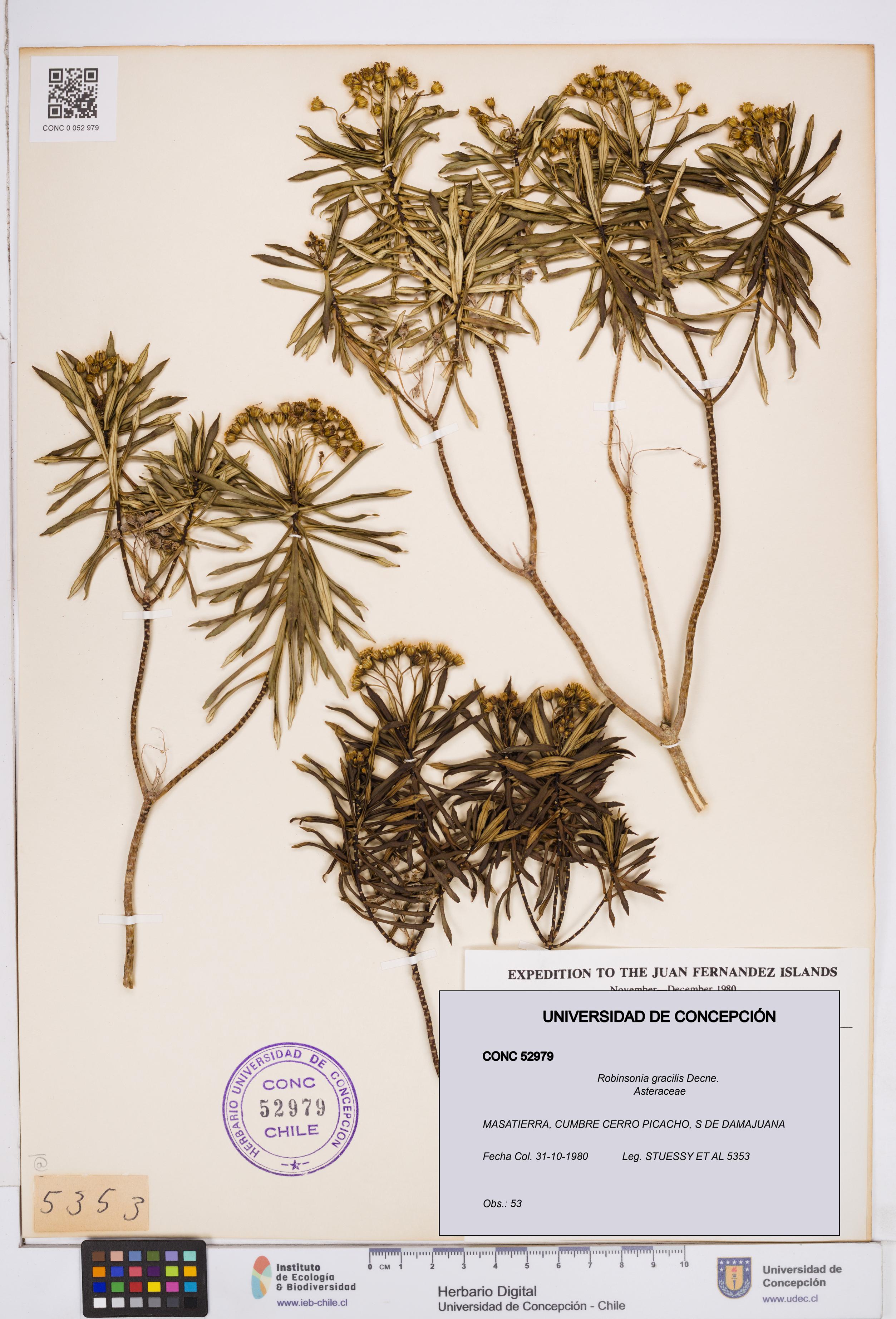 Robinsonia gracilis [Espécimen: ]