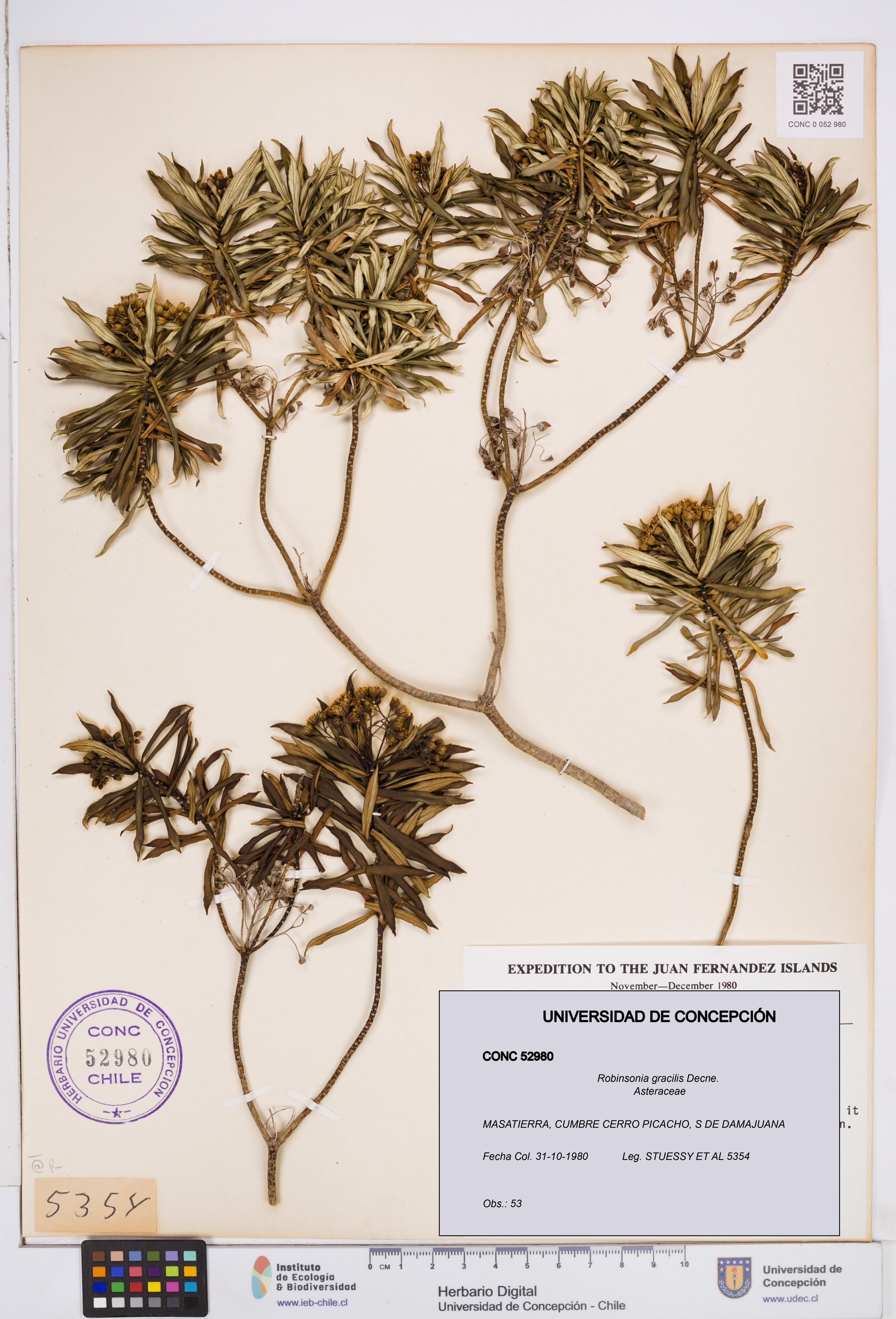 Robinsonia gracilis [Espécimen: ]