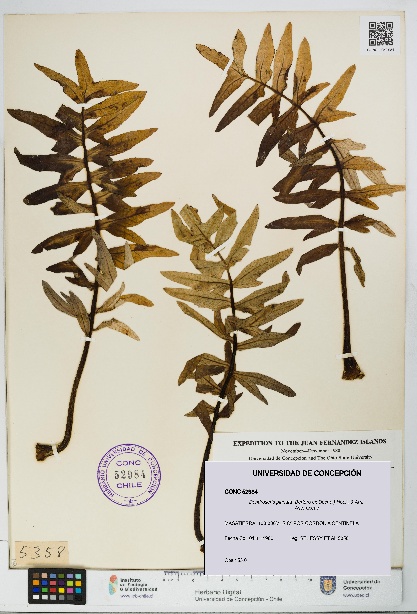 Dendroseris pinnata [Espécimen: UDEC:CONC:0052984]