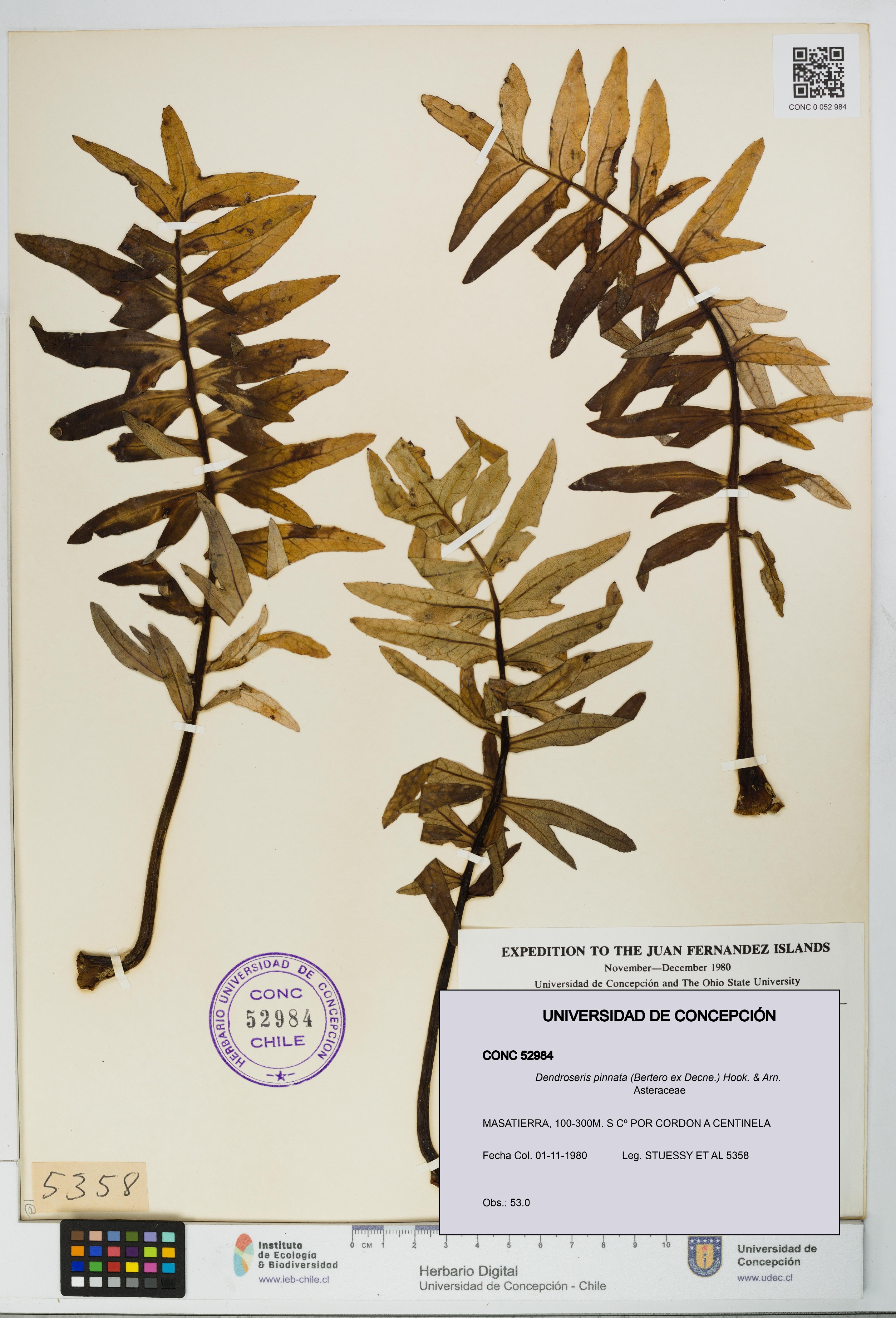 Dendroseris pinnata [Espécimen: UDEC:CONC:0052984]