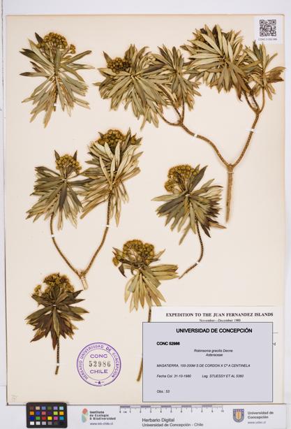 Robinsonia gracilis [Espécimen: ]