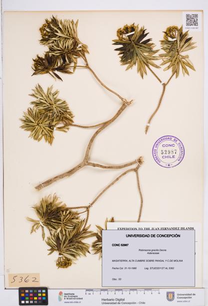 Robinsonia gracilis [Espécimen: ]