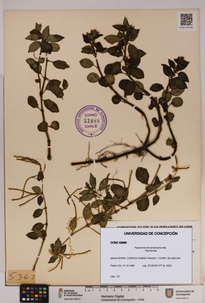 Peperomia fernandeziana [Espécimen: UDEC:CONC:0052988]