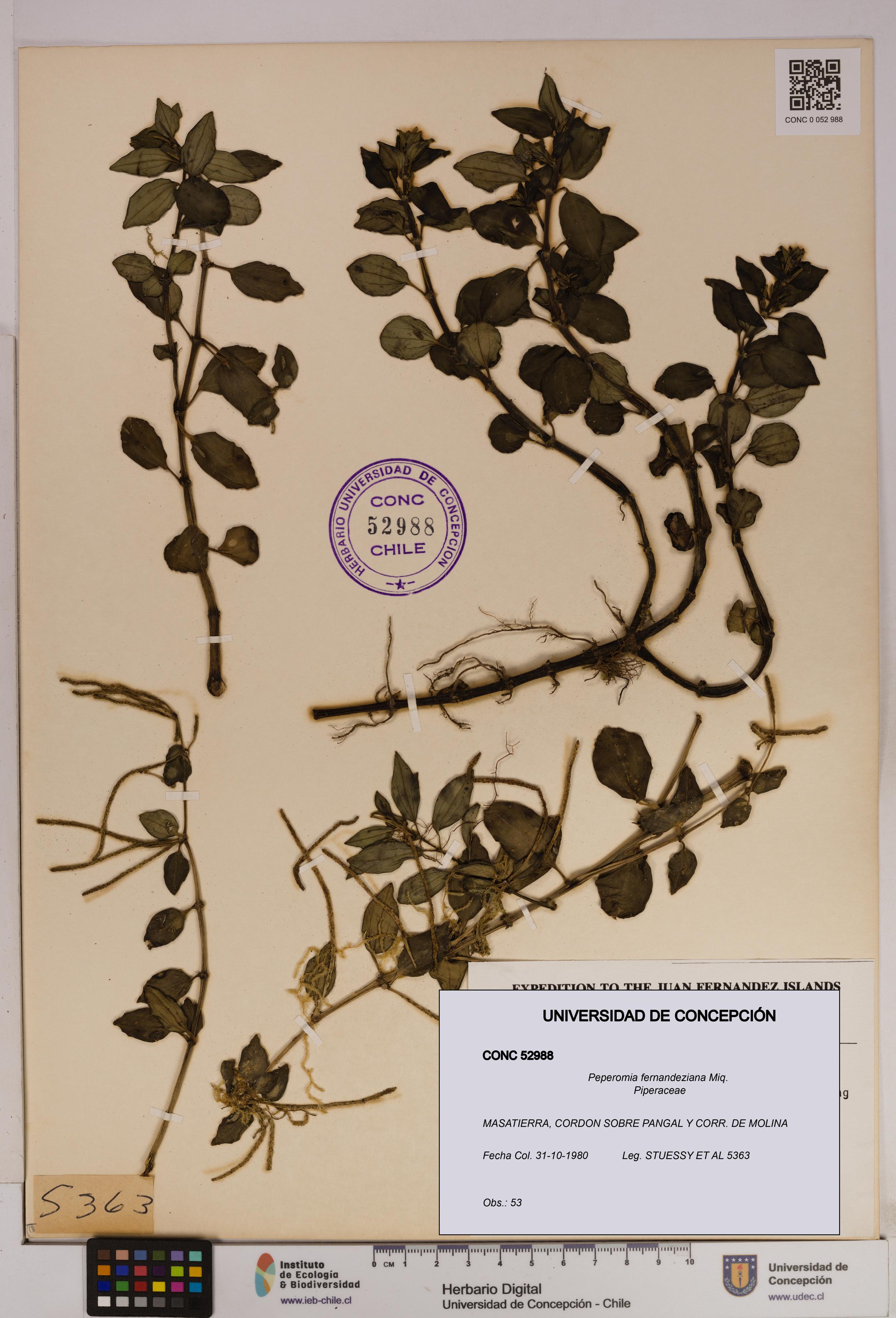 Peperomia fernandeziana [Espécimen: UDEC:CONC:0052988]