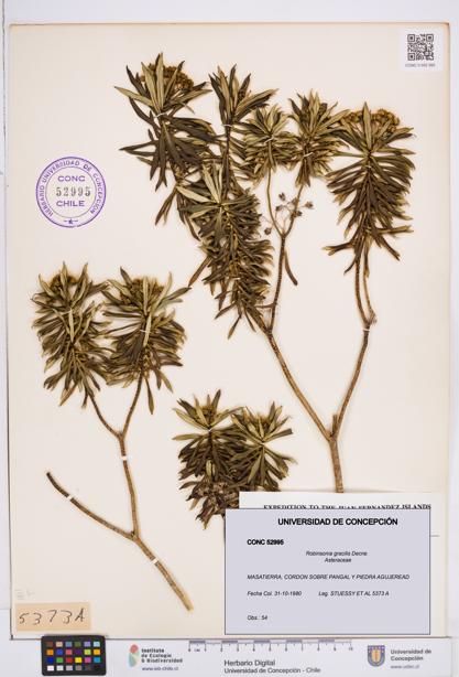 Robinsonia gracilis [Espécimen: ]