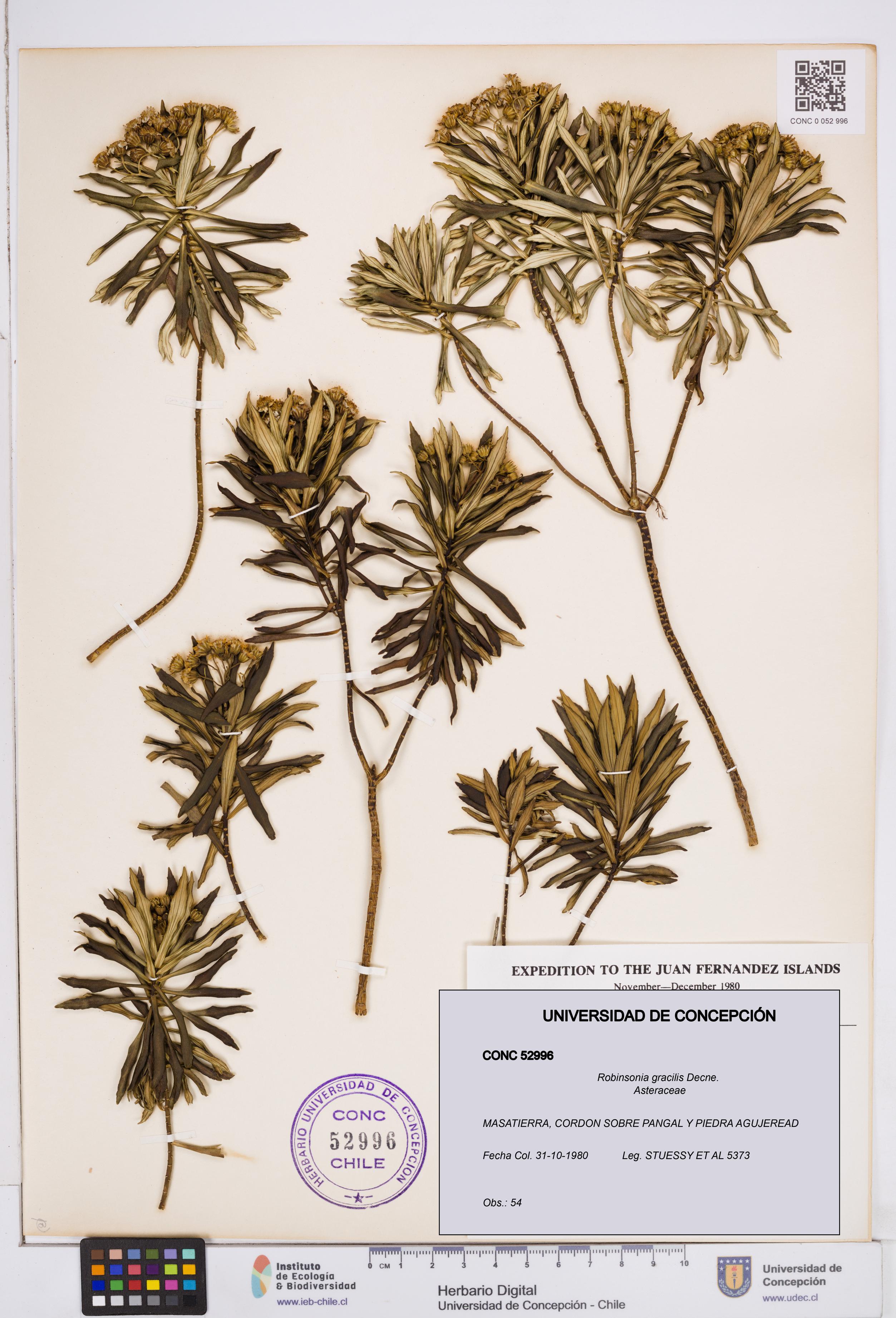 Robinsonia gracilis [Espécimen: ]