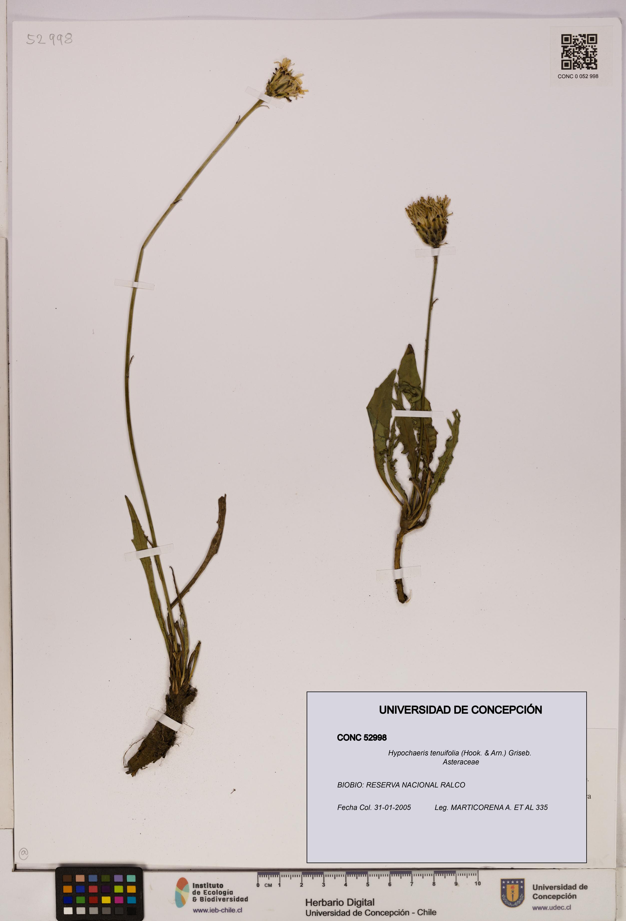 Hypochaeris tenuifolia [Espécimen: UDEC:CONC:0052998]